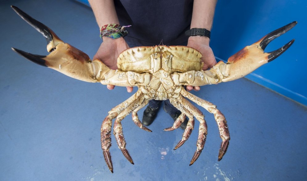 Pie Anglijas krastiem noķerts gigantiska izmēra krabis
