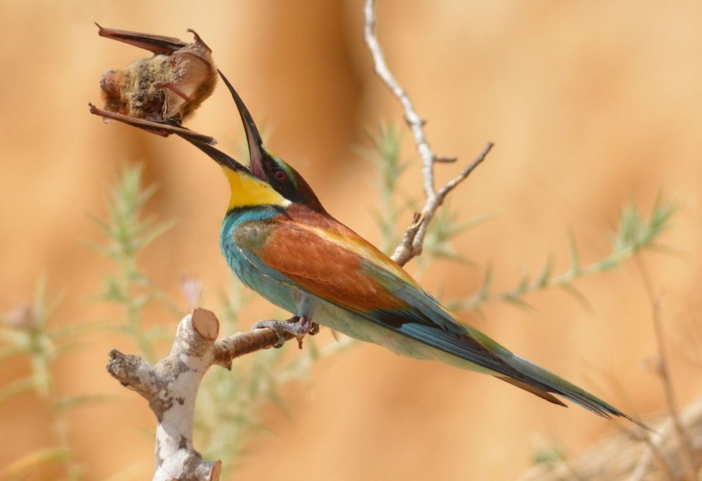 Iespaidīgs tuvplāns: kā izsalcis putns cenšas apēst sikspārni
