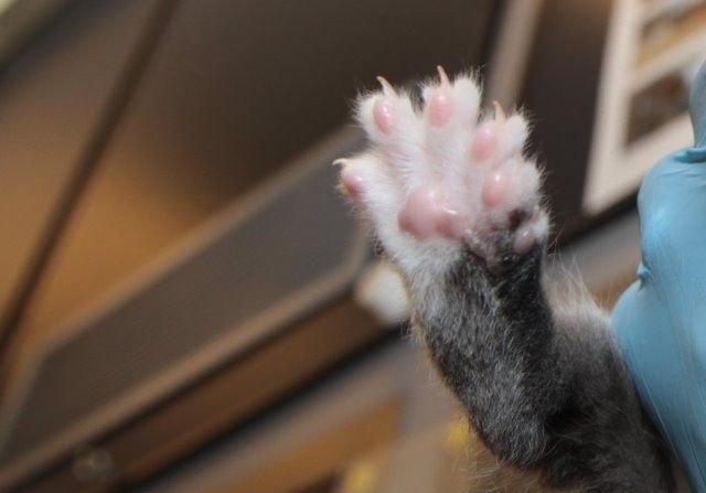 Anglijā piedzimuši neparasti kaķēni, kuriem ir 26 pirksti