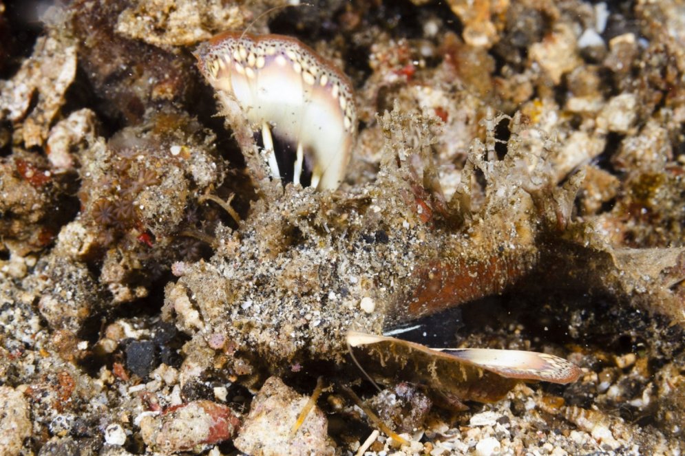 Vai varat atrast krabi un astoņkāji? Kā maskējas jūras dzīvnieki