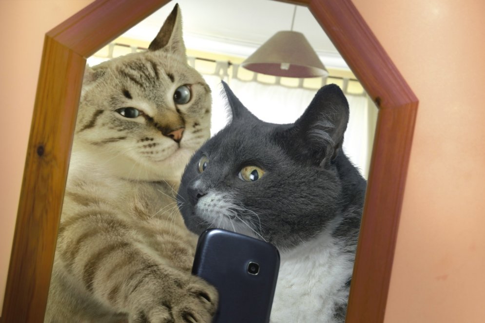 Laists klajā pasaulē pirmais kalendārs ar kaķu selfijiem