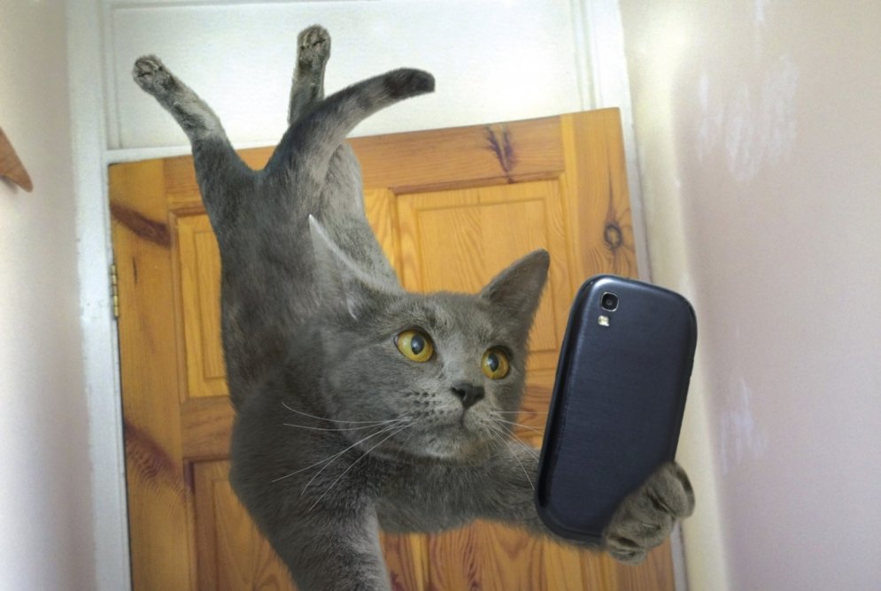 Laists klajā pasaulē pirmais kalendārs ar kaķu selfijiem