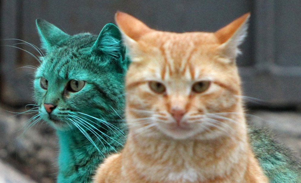 Bulgārijā pa ielām atkal sācis klīst slavenais zaļais kaķis