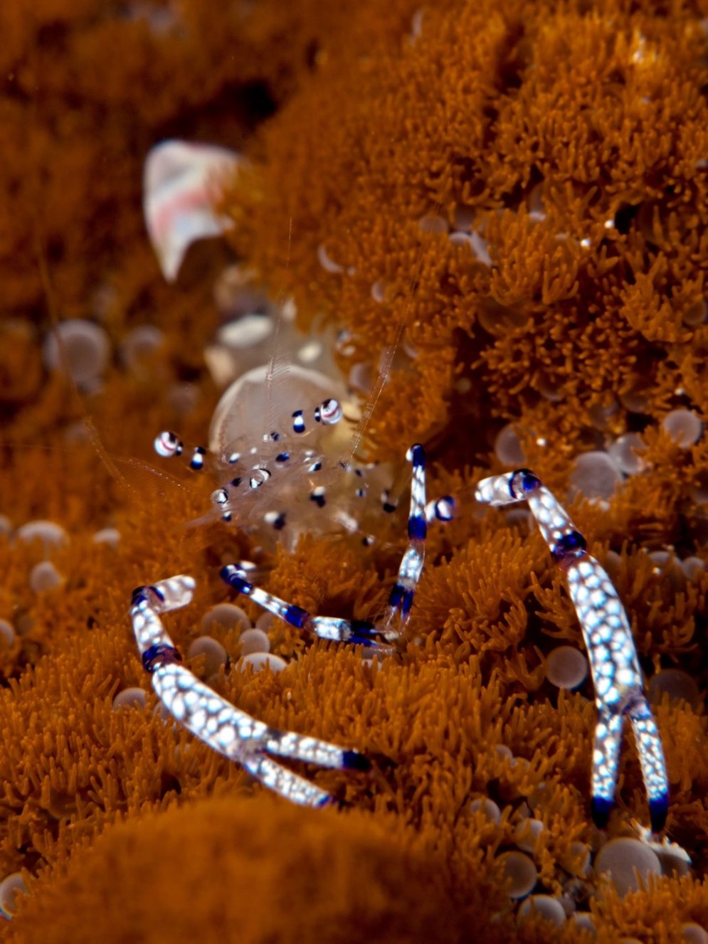Monstri no jūras dzelmes: kādas radības mīt 30 metru dziļumā