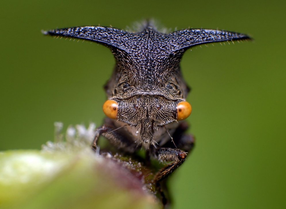Iespaidīgi kadri: Kā tuvplānā izskatās dažādu kukaiņu sejas