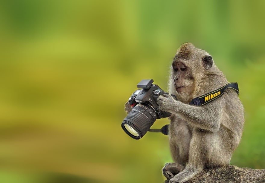 Zvēriņi, kuri paši nolēmuši kļūt par īstiem fotogrāfiem